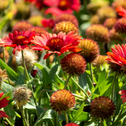 Grandiflora Blanket Gaillardia Seeds