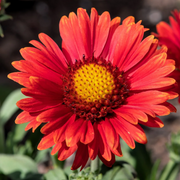 Grandiflora Blanket Gaillardia Seeds