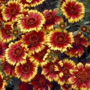 Goblin Gaillardia Seeds
