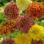 Double Mixed Gaillardia Seeds