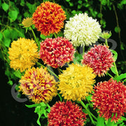 Double Mixed Gaillardia Seeds