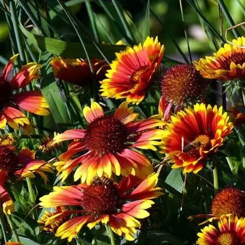 Goblin Gaillardia Seeds