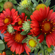 Grandiflora Blanket Gaillardia Seeds