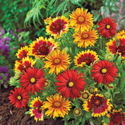 Mixed Gaillardia Seeds