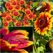 Mixed Gaillardia Seeds