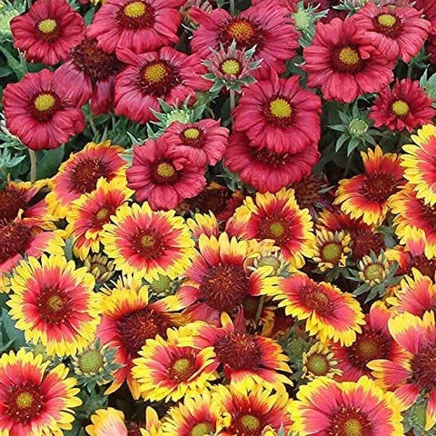 Mixed Gaillardia Seeds