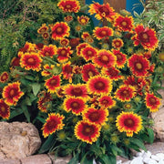 Squaw Carpet Gaillardia Seeds
