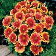 Squaw Carpet Gaillardia Seeds