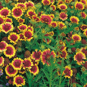 Squaw Carpet Gaillardia Seeds