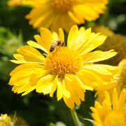 Yellow Gaillardia Seeds