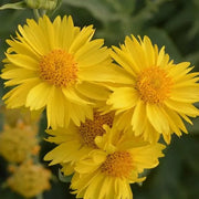 Yellow Gaillardia Seeds