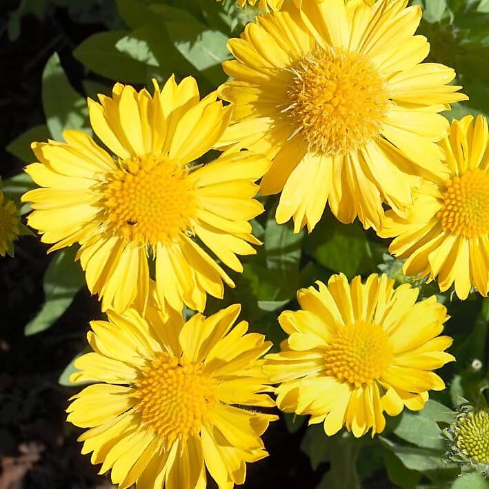 Yellow Gaillardia Seeds