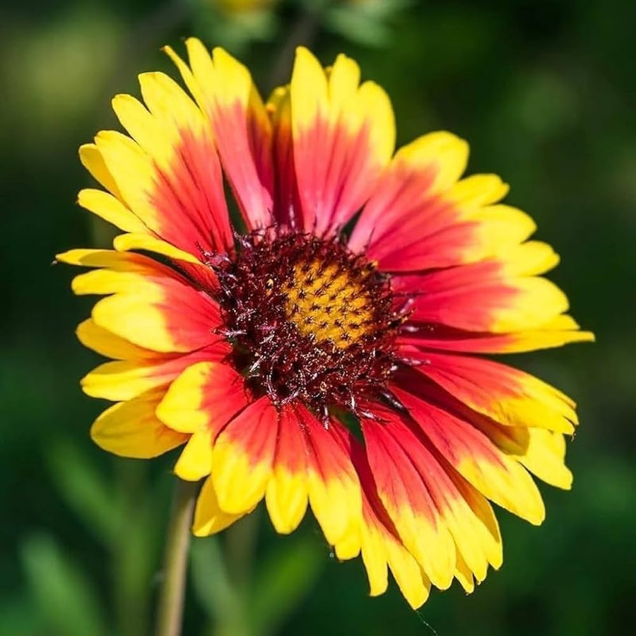 Yellow Blanket Gaillardia Seeds