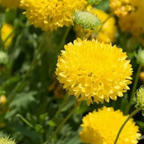 Wildflower Mix Gaillardia Sundance Seeds