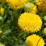 Wildflower Mix Gaillardia Sundance Seeds