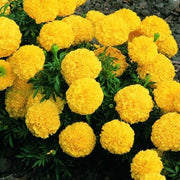 Wildflower Mix Gaillardia Sundance Seeds