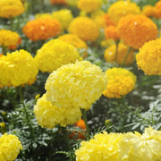 Wildflower Mix Gaillardia Sundance Seeds
