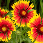 Yellow Blanket Gaillardia Seeds