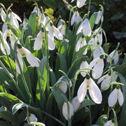 Snowdrop Galanthus Elwesii Seeds