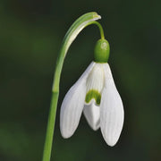 Snowdrop Galanthus Elwesii Seeds