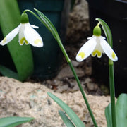 Snowdrop Galanthus Elwesii Seeds