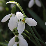Snowdrop Galanthus Elwesii Seeds