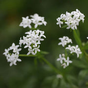 Galium Odoratum Seeds - Herbal Plant