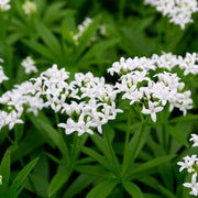 Galium Odoratum Seeds - Herbal Plant