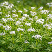 Galium Odoratum Seeds - Herbal Plant