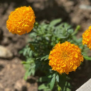 Pest-Repelling Marigold Seeds