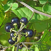 Huckleberry Seeds