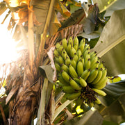 Banana Seeds – Musa acuminata