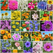 Garden Bloom Starter Kit Seeds