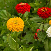 Garden Bloom Starter Kit Seeds