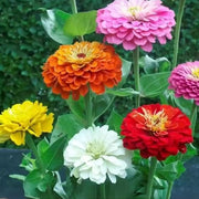 Garden Bloom Starter Kit Seeds