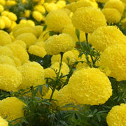 Garden Bloom Starter Kit Seeds