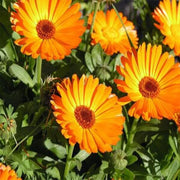 Garden Bloom Starter Kit Seeds