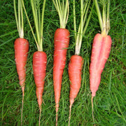Carrot Seeds, Daucus carota subsp. sativus Vegetable Seeds