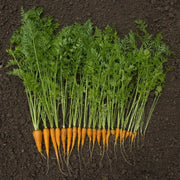 Carrot Seeds, Daucus carota subsp. sativus Vegetable Seeds