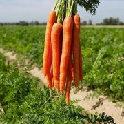 Carrot Seeds, Daucus carota subsp. sativus