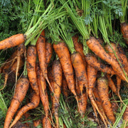 Carrot Seeds, Daucus carota subsp. sativus