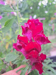 Snapdragon Seeds – Antirrhinum majus