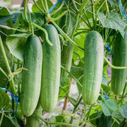 Garden Cucumber Seeds