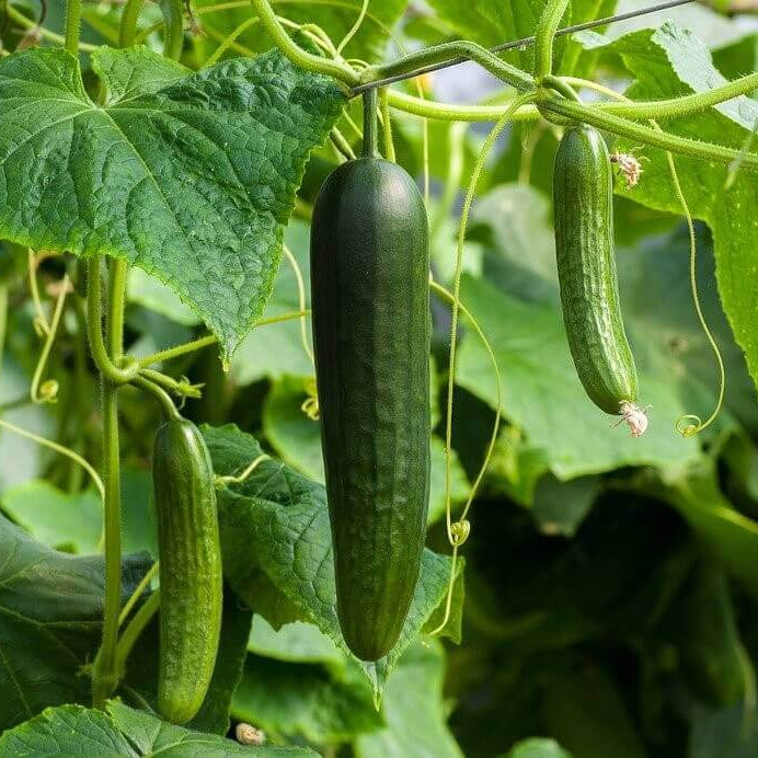 Garden Cucumber Seeds