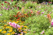 Wildflower Seeds – Mixed Annual & Perennial Species
