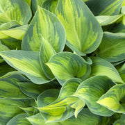 Hosta Seeds – Hosta spp.