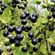 Huckleberry Seeds