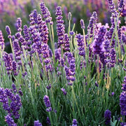 Garden Lavender Seeds - Herbal Seeds