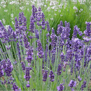 Garden Lavender Seeds - Herbal Seeds