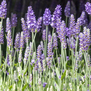 Garden Lavender Seeds - Herbal Seeds